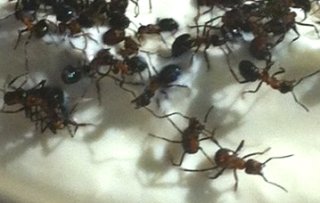 Levende mieren