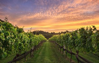 Blog: Red de aarde, drink lokale wijn!