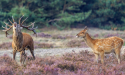 Restaurant De Hoge Veluwe serveert alléén wildvlees van eigen terrein