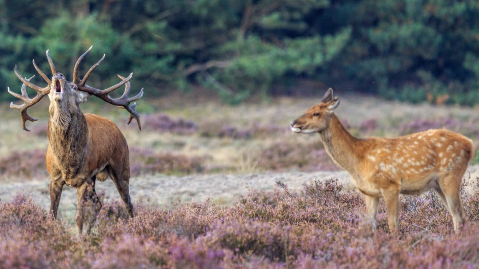 Beeld: Het Nationale Park De Hoge Veluwe