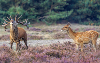 Restaurant De Hoge Veluwe serveert alléén wildvlees van eigen terrein