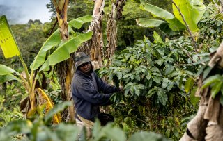 340% loonsverhoging voor koffieboeren in de Dominicaanse Republiek 