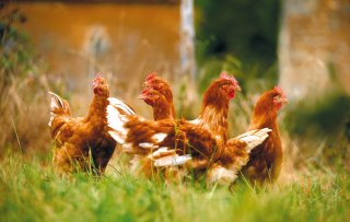 Label Rouge voor de feestdagen: een heerlijk duurzame culinaire beleving