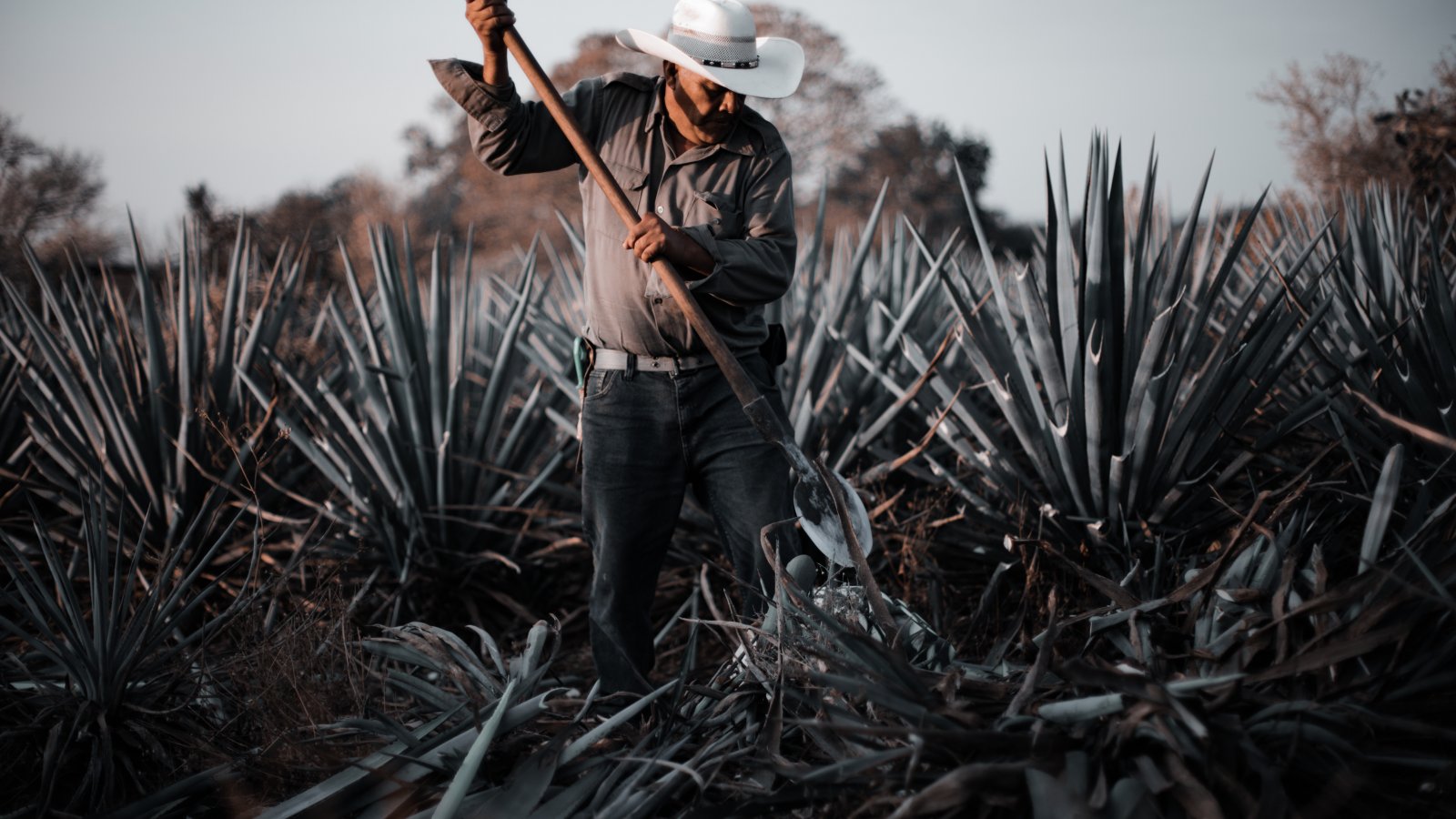Agavaproductie in Mexico