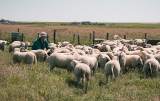 Op schapeneiland Texel is het lamsseizoen aan