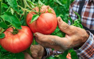 “Precisie-telen gaat de manier waarop we ons voedsel verbouwen revolutionair veranderen”