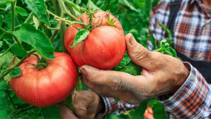 “Precisie-telen gaat de manier waarop we ons voedsel verbouwen revolutionair veranderen”