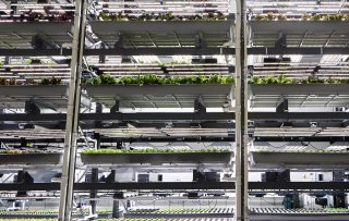 Vertical farms leveren volop aan supermarkten