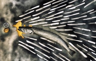 Vis die niet kan uitsterven wint agrifood innovatieprijs