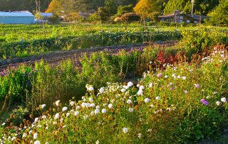 A farmer with a mission