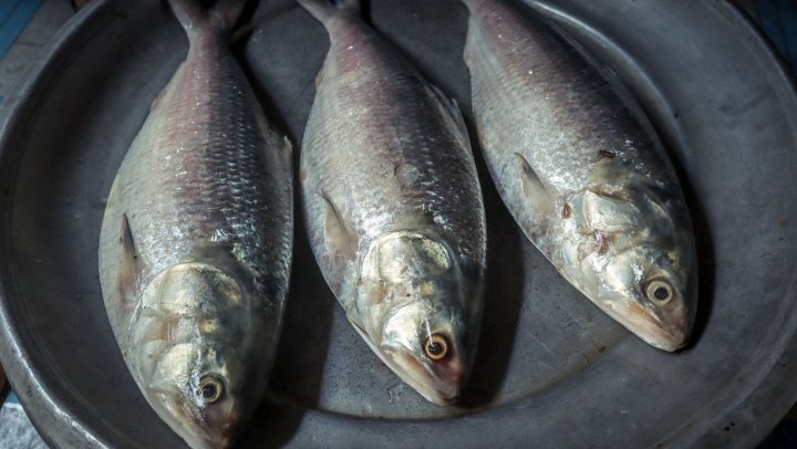 Verse vis slim inkopen: welke betaalbare en duurzame alternatieven zijn er?