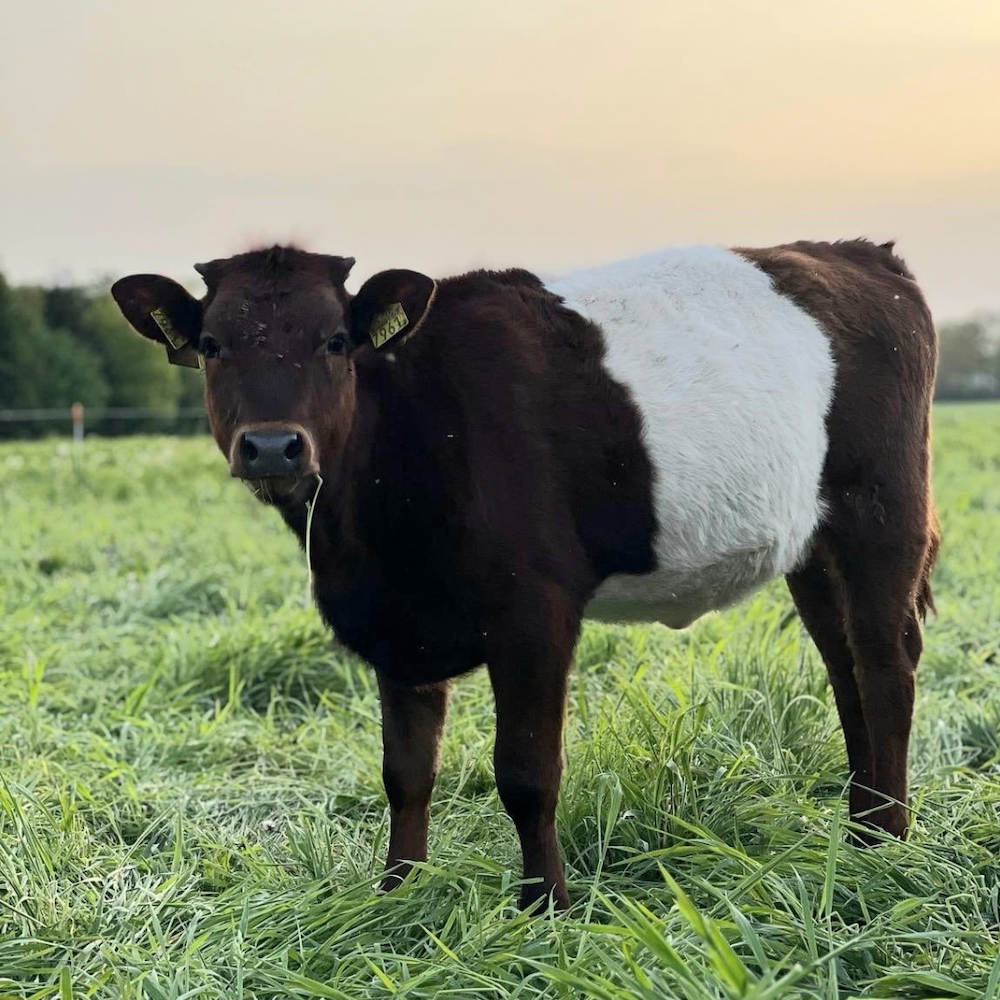 Dieren hebben een rol in ons ecosysteem