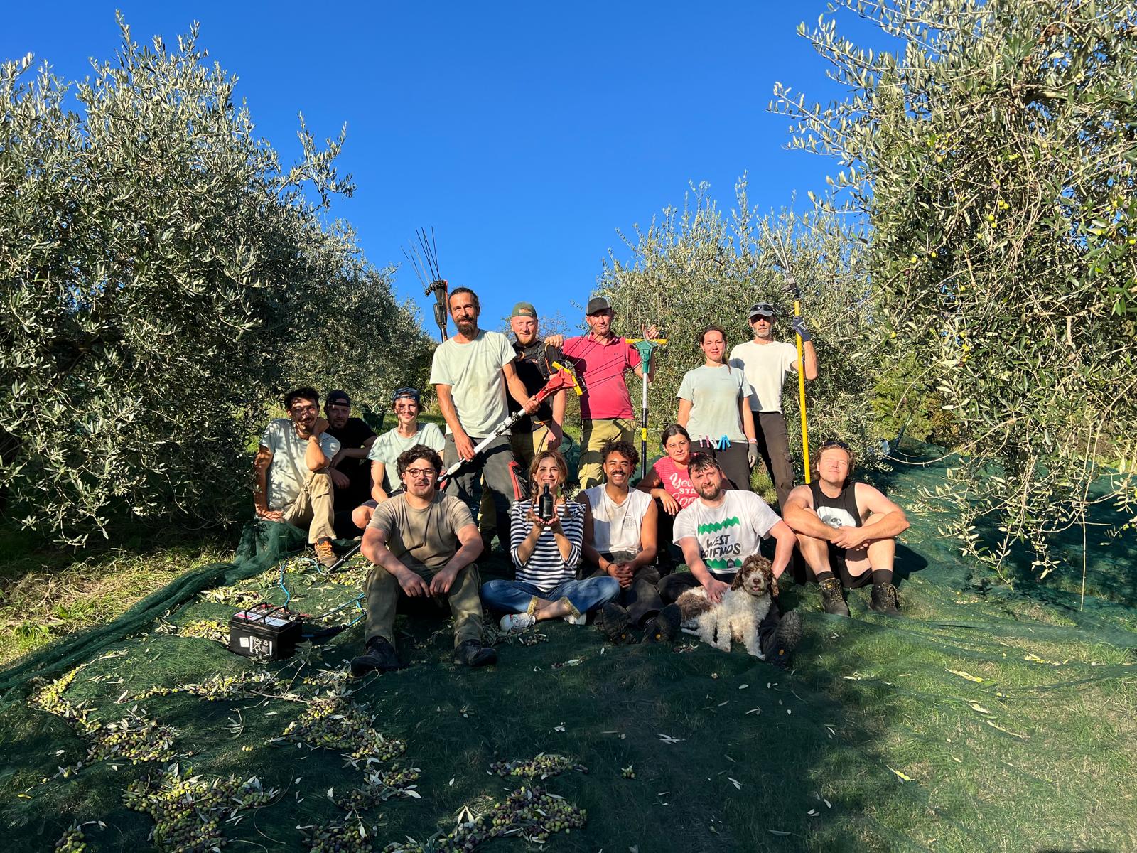 Post olive harvest: team work makes the dream work