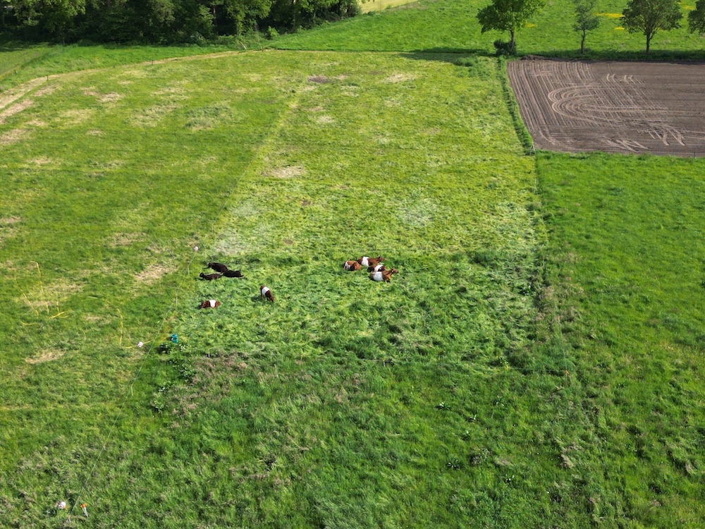 Bij regeneratieve begrazing worden de koeien regelmatig naar een nieuw stuk grasland verplaatst