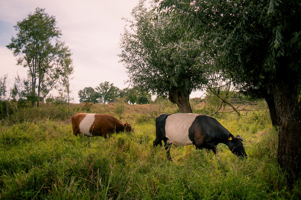 Het begon in 2010 met varkens, maar inmiddels verkoopt het bedrijf ook grasgevoerd rundvlees, groenten en cressen