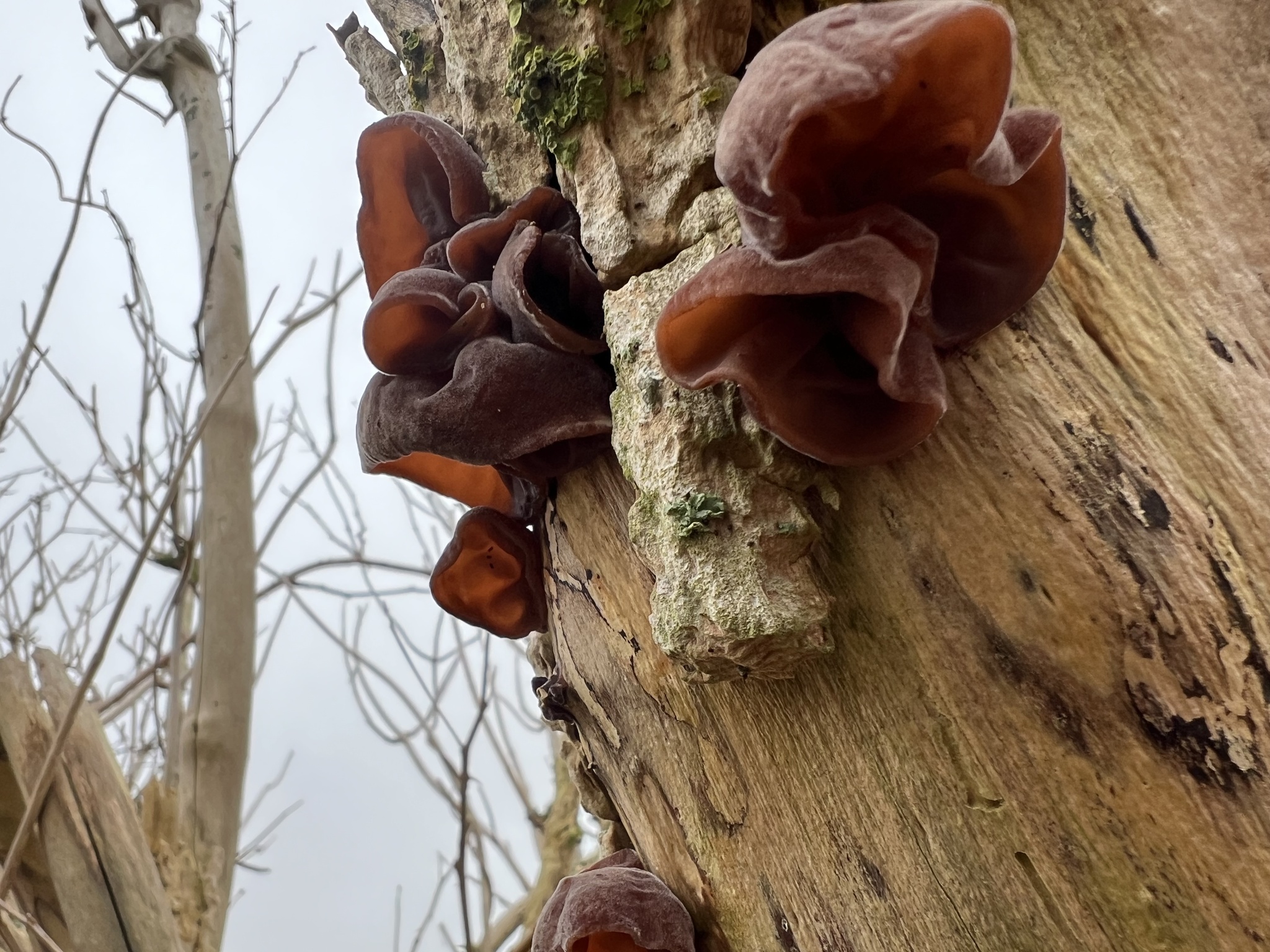 Judasoor | foto door: Moniek de Jongh