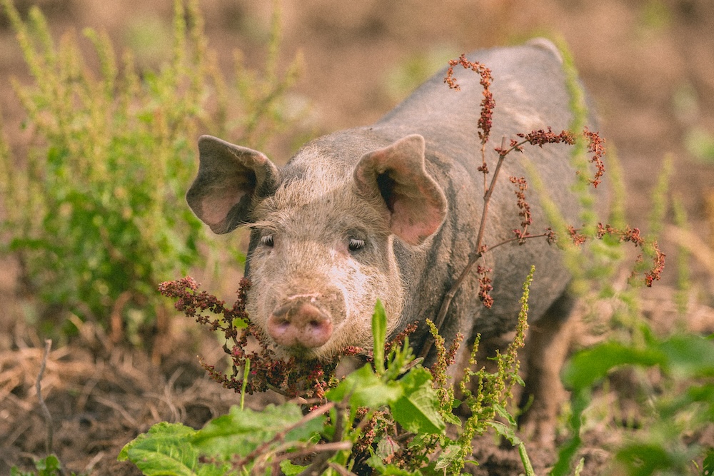 Varkens die buiten leven kunnen hun natuurlijke gedrag vertonen en dat proef je