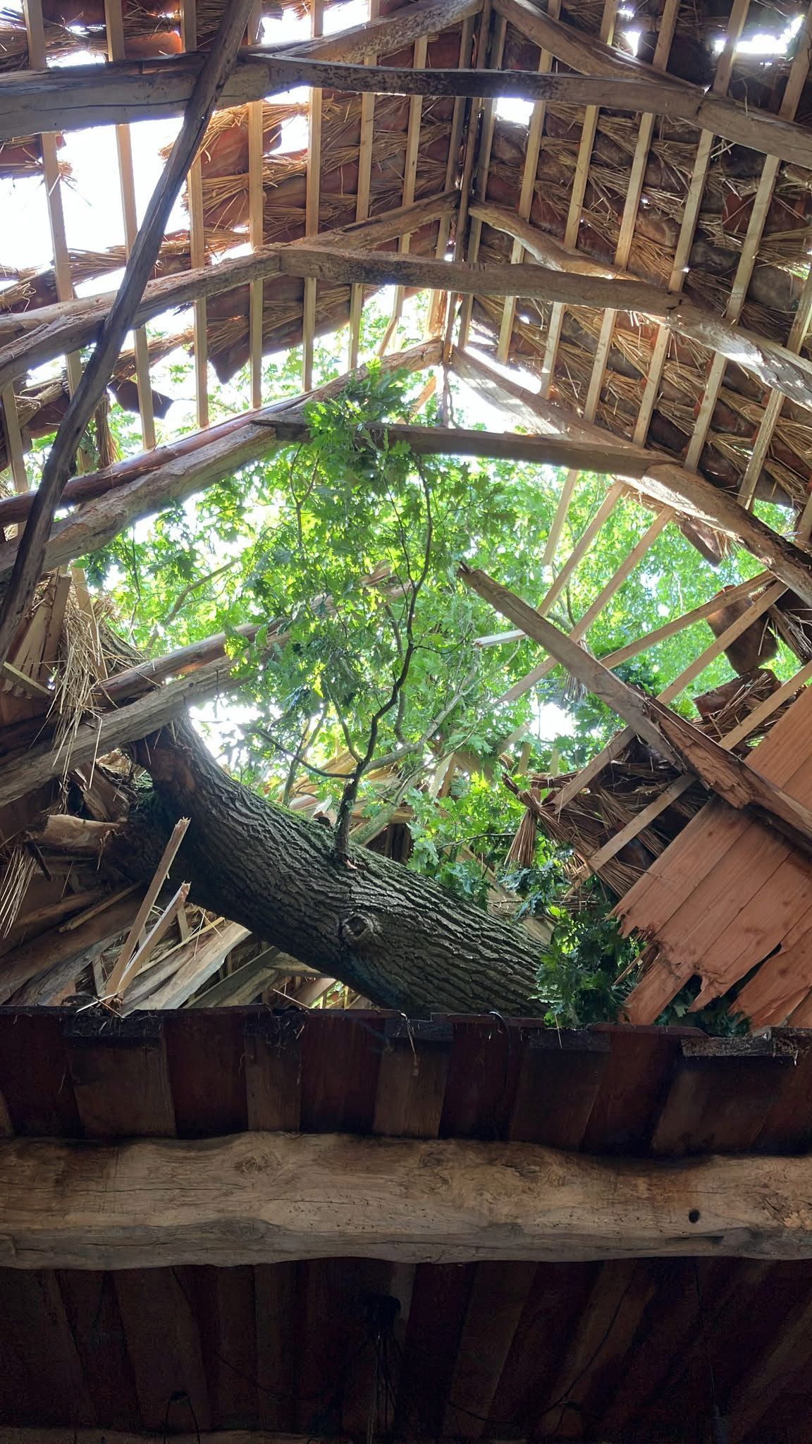 De boom door het dak van het Keunenhuis