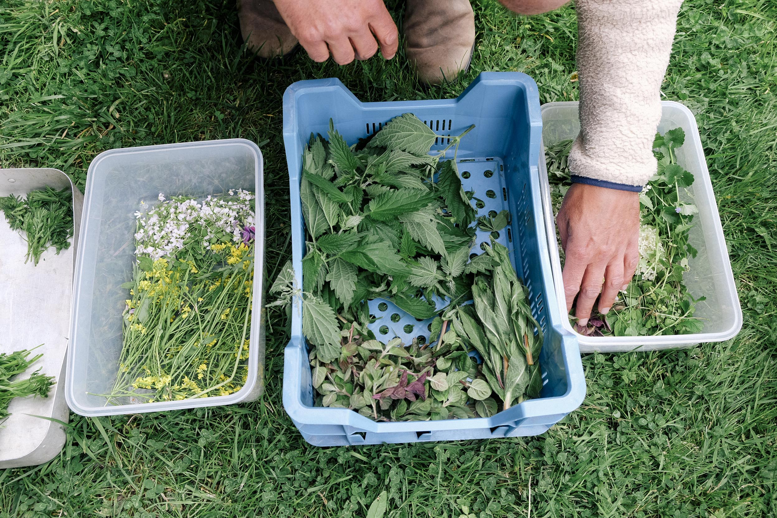 De 'oogst' van een wildplukwandeling | foto door: Ella Elisabeth