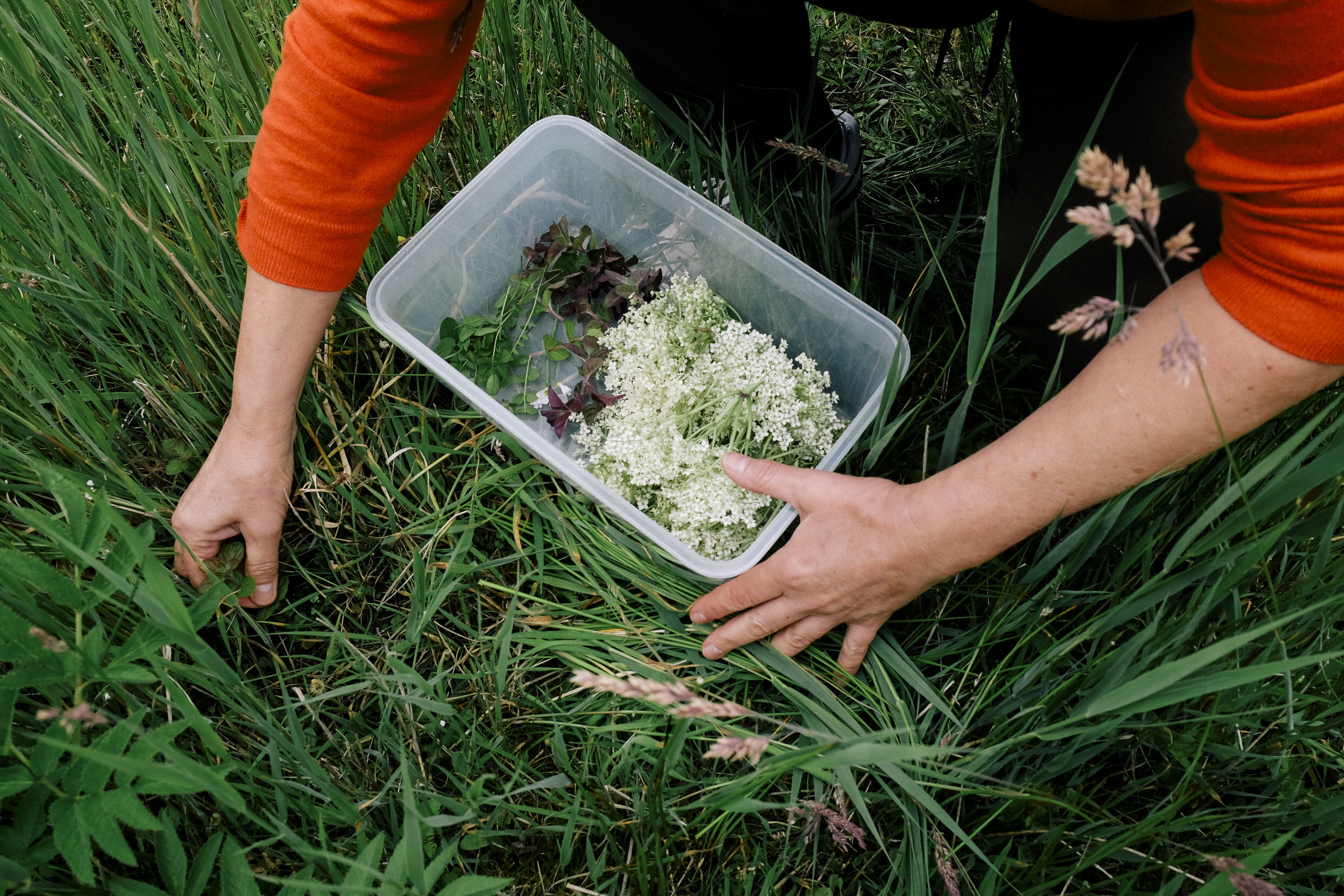 Je hebt weinig nodig als je gaat wildplukken | foto door: Ella Elisabeth